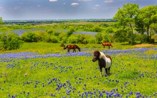 Картинка цветы, Texas, природа, Техас, кони, лошади, луг