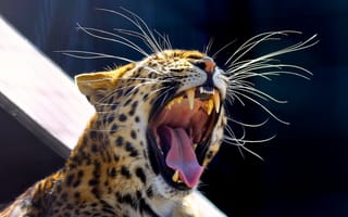 Картинка усы, зевает, морда, амурский леопард, язык, хищник, дикая кошка, клыки, пасть