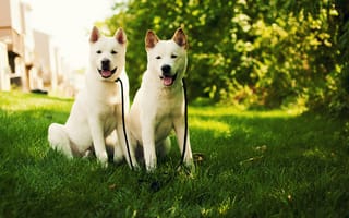 Обои akita, трава, dog, white, природа, собака, белая, щенки