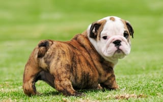 Картинка grass, puppy, dog, cute, beautiful, animal, pose, gorgeous
