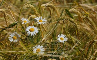 Картинка цветы, лето, поле, колоски, ромашки, пшеница