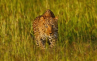 Картинка леопард, Африка, маскировка, хищник, трава, дикая кошка, морда, свет