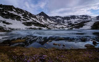 Картинка цветы, снег, облака, Болгария, Ribnoto озеро, Рила, горы, Национальный парк Рила