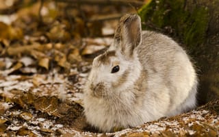 Картинка leaves, rabbit, tree