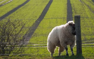 Картинка nice, овца, sheep, sweat, поле, забор