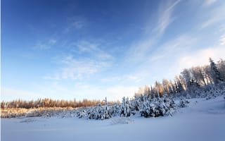 Картинка зима, деревья, снег, лес, небо