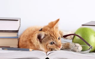 Картинка кот, карандаш, кошка, очки, яблоко, лежит, книги, рыжий