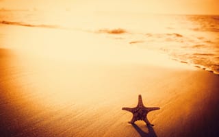 Обои sunset, sand, starfish, пляж, песок, beach