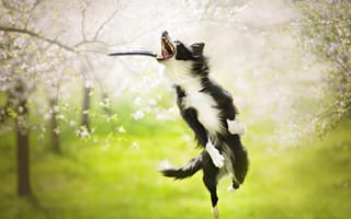 Картинка собака, прыжок, игра