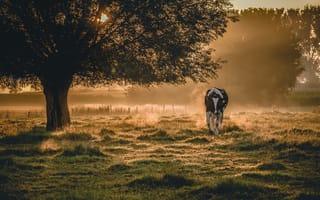 Картинка туман, утро, корова