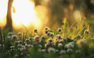 Картинка природа, утро, растения, свет, трава, клевер
