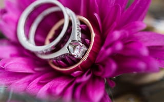 Картинка кольца, лепестки, помолвка, свадьба, цветок