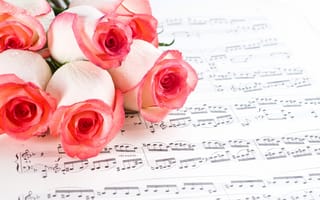 Картинка розы, розовые, бутоны, цветы, ноты