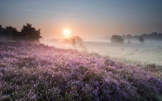 Картинка туман, утро, поле, цветы