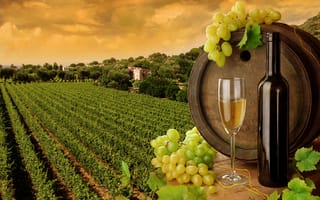 Обои вино, виноград, листья, бутылка, бочка, белое, бокал, виноградники