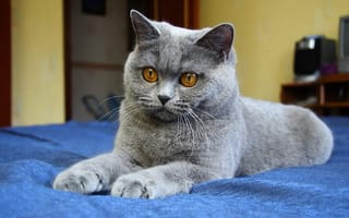 Обои кошка, серый, кот, глаза, синий фон, лапы