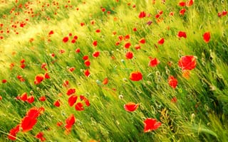 Картинка красные, Маки, природа, Wild poppy, растения, поле