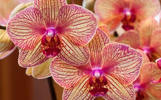 Обои Орхидеи, экзотика, лепестки