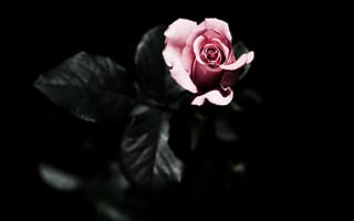 Картинка темный фон, розовая, листья, роза