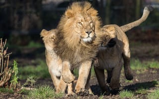 Картинка львицы, хищники, лев, бег