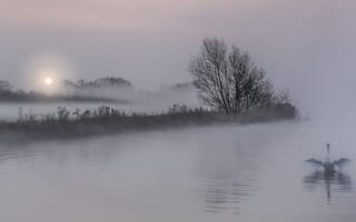 Картинка туман, лебедь, озеро, ночь