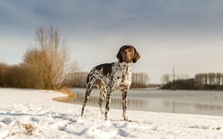 Картинка собака, пойнтер, зима, снег, небо, озеро