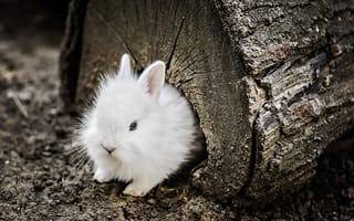Картинка природа, кролик