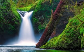 Картинка Eagle Creek, водопад, мох, водопад Панчбоул, Punch Bowl Falls, Орегон, бревно, Columbia River Gorge, Oregon, ущелье реки Колумбия, река