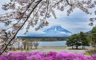 Картинка Фудзияма, Япония, гора, весна, цветы, сакура