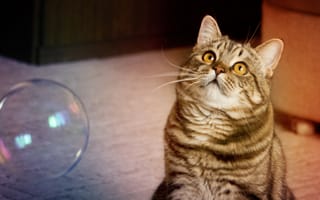 Картинка кот, играет, мыльный пузырь