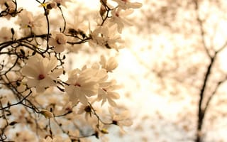 Обои цветы, ветви, природа, ветки, Магнолия, белый, весна, цветение