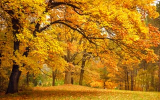 Картинка осень, лес, пейзаж, листья, деревья, поляна, ветки, парк, желтые, природа