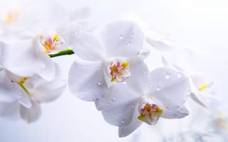 Картинка орхидеи, белые, лепестки, цветы, стебель, фаленопсис
