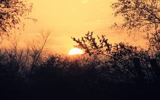 Картинка закат, деревья, ветки, солнце, небо