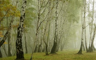 Картинка туман, природа, трава, берёзы