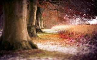 Обои деревья, осень, лес, path, природа, тропа, trees, trail