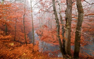 Обои осень, лес, река