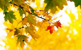 Картинка осень, желтые, листья, клен, ветка, дерево