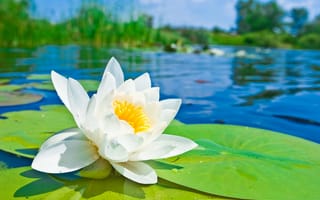 Картинка водяная лилия, лепестки, цветок, водоем, белая, пруд, лотос, кувшинка