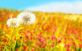 Картинка цветы, весна, dandelions, небо, Beautiful field, белые, природа, одуванчики, голубое, поле