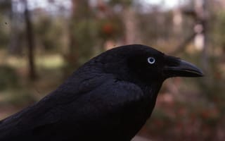 Картинка животные, ворон, птицы, torresian crow