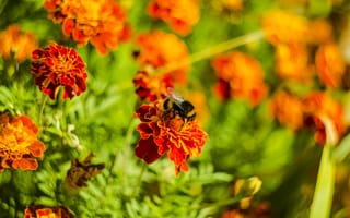 Картинка макро, цветы, шмель, природа