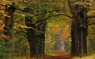 Картинка осень, листья, Autumn, деревья, trees, leaves, желтые, тропинка