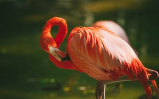 Картинка перья, фламинго, птица