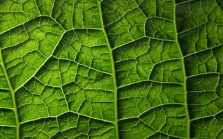 Картинка plant, leaf, green