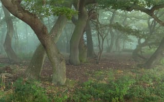 Картинка лес, что то, деревья, шепчут, в тумане, колдуны, дубы