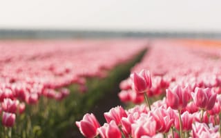 Картинка цветы, тюльпаны, поле, природа, лето