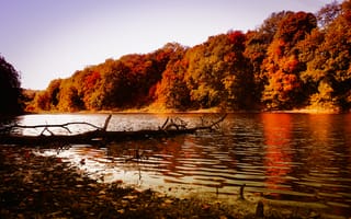 Картинка осень, лес, river, природа, река, nature, forest, trees