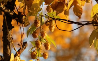 Картинка осень, природа, Golden Hops