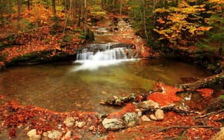 Картинка лес, листья, water, речка, поток, Осень, вода, forest